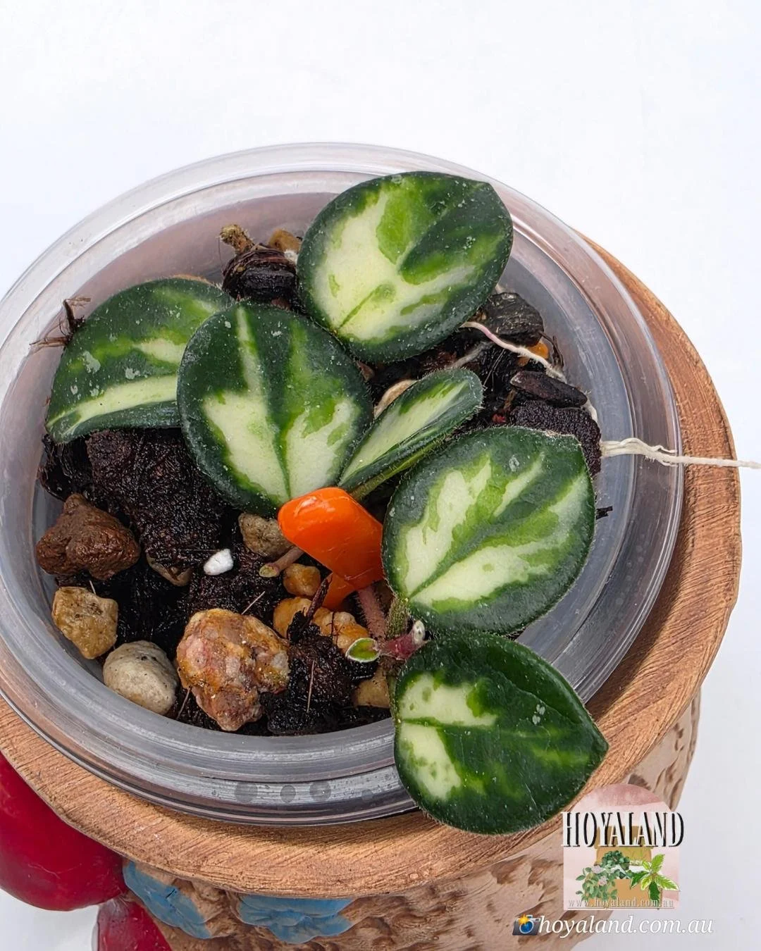 Hoya Mathilde Variegata (2).jpg