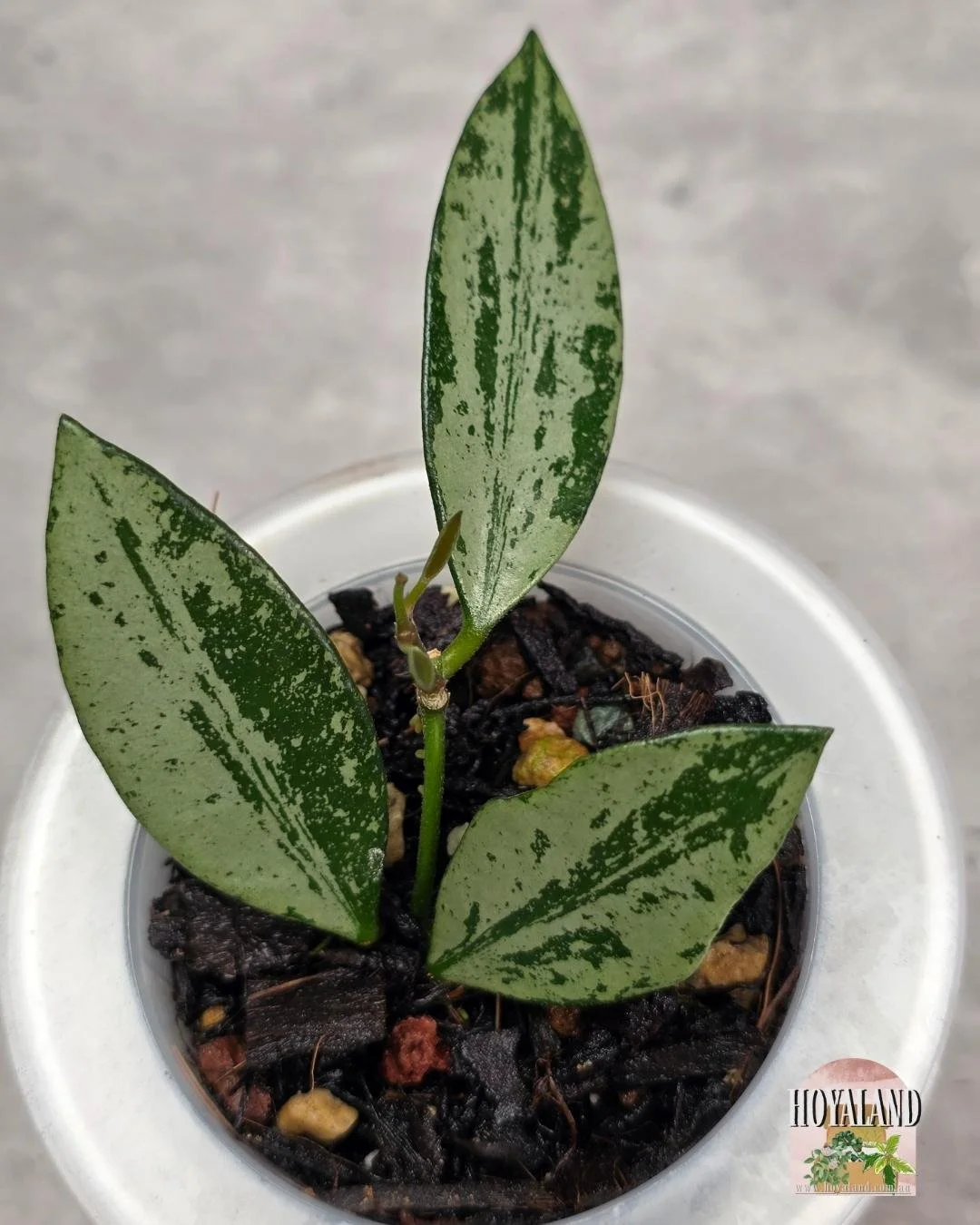 Hoya Rosita Silver (4).jpg