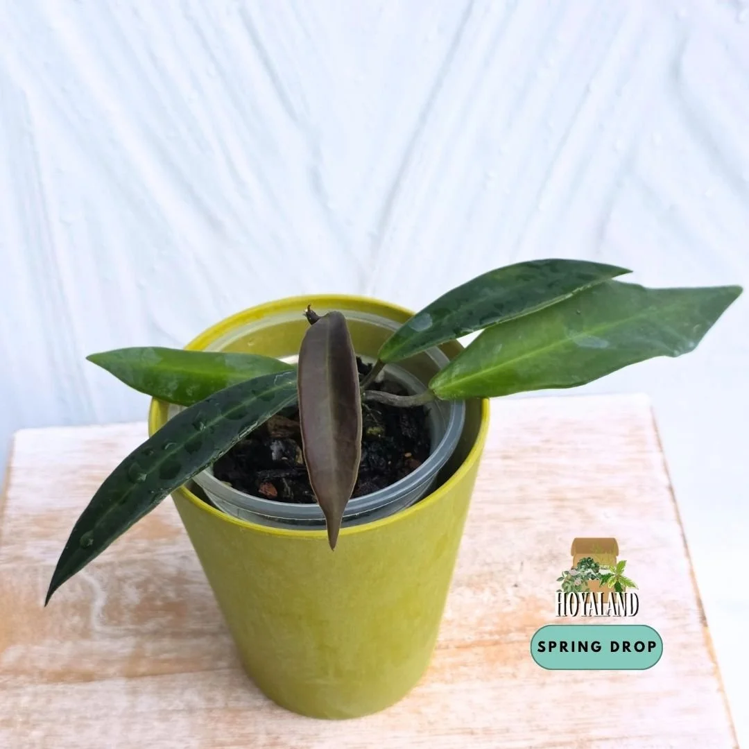 Established rare Hoya pulchra narrow leaf form showing velvety fuzzy foliage and active growth