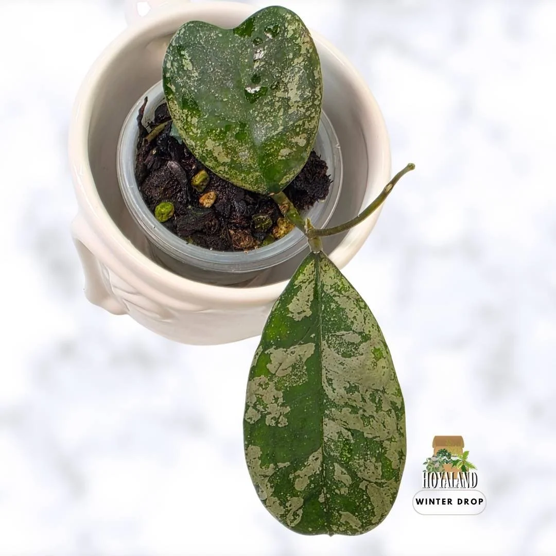 Hoya deykeae Morning Dew | Rare Silver Splash Heart Hoya | Small