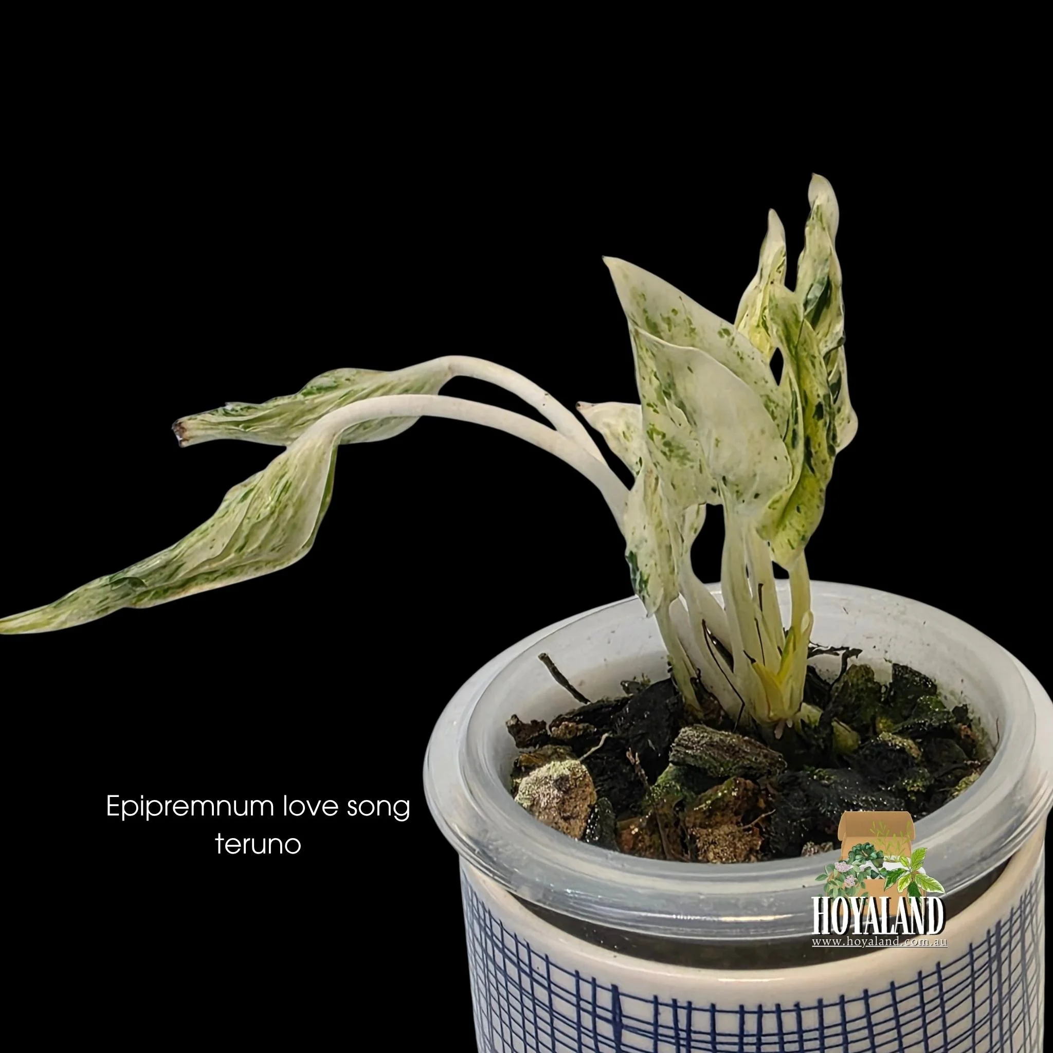 Epipremnum love song teruno (2).jpg