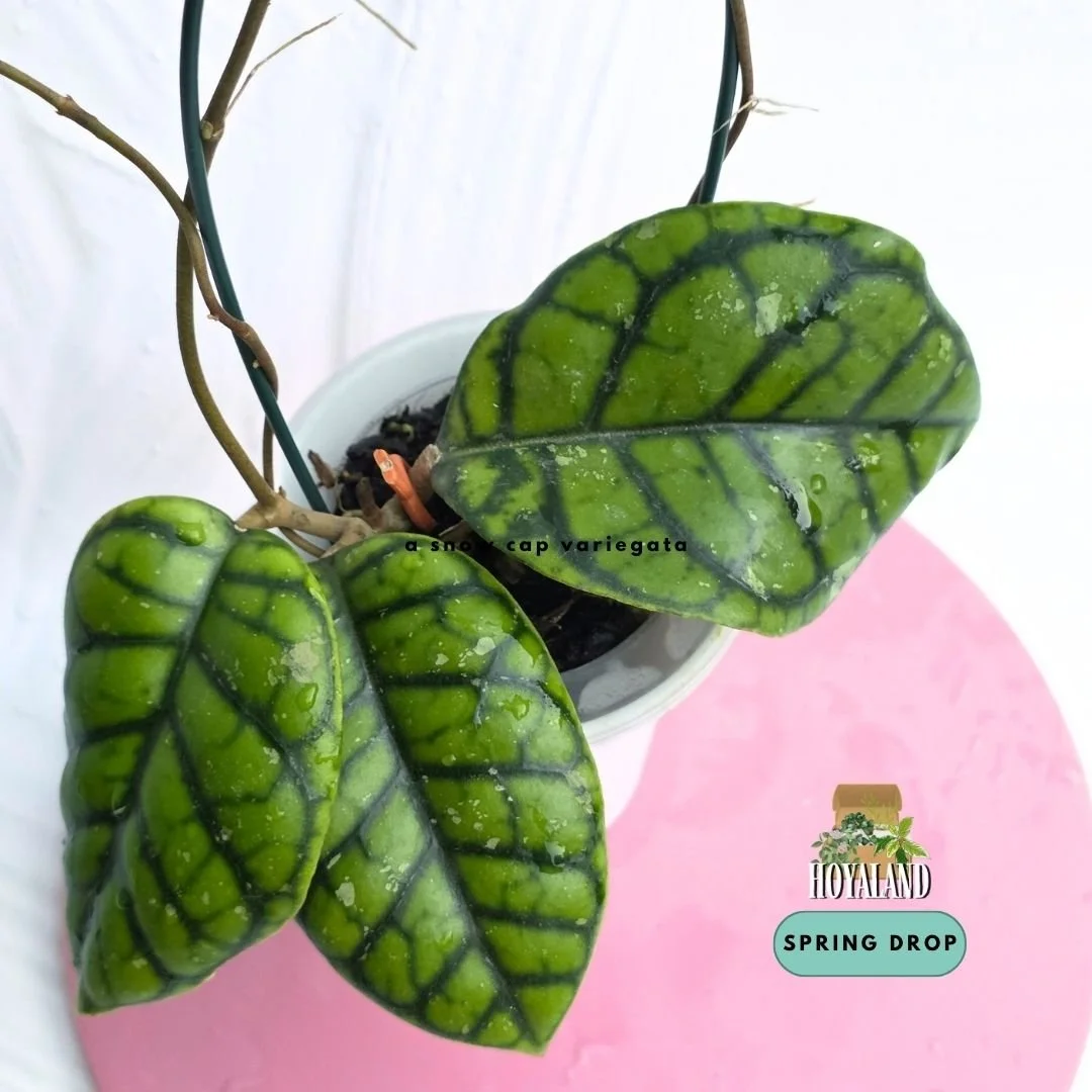 Hoya caliistophylla chibi (7).jpg