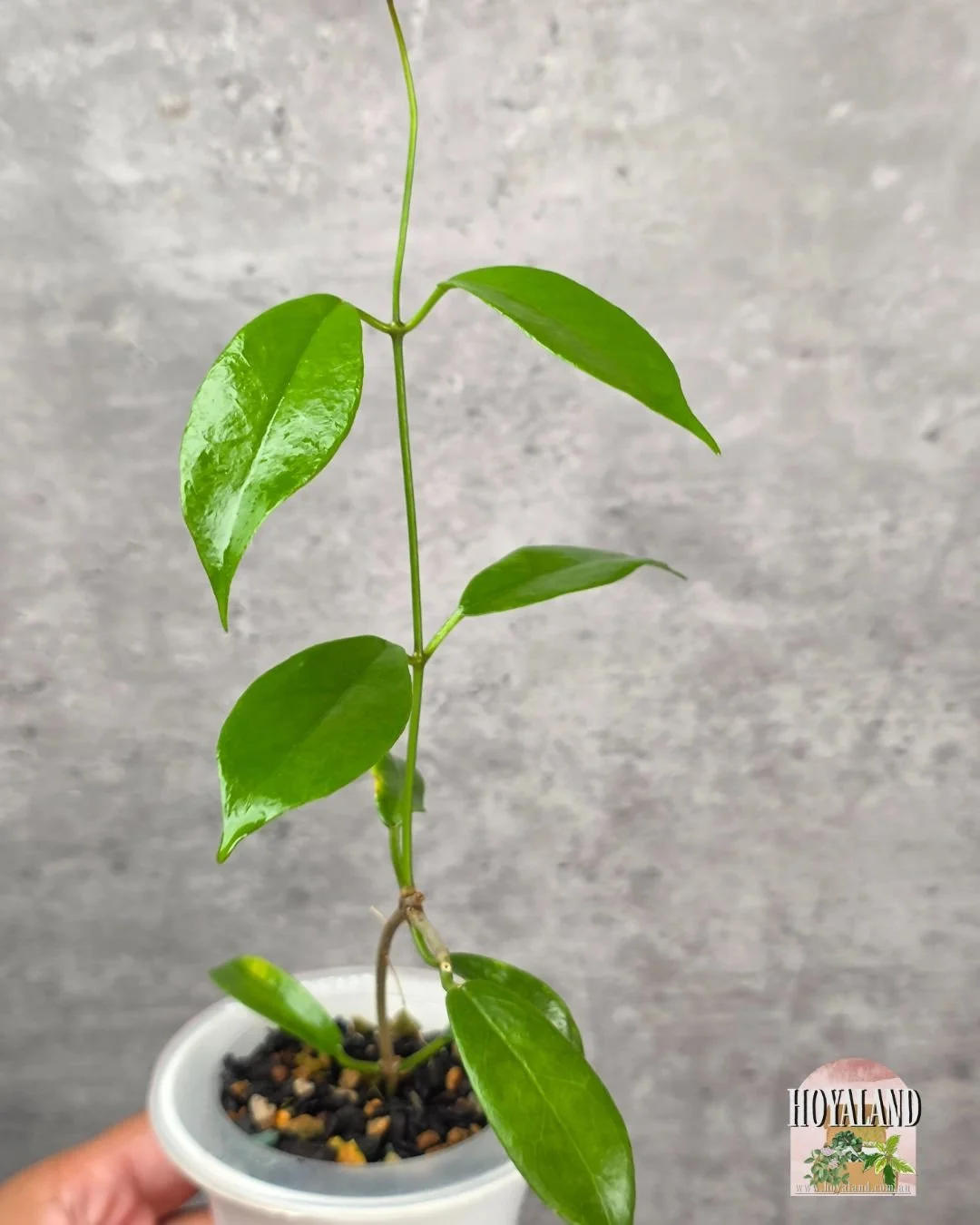 Hoya desveouxensis.jpg