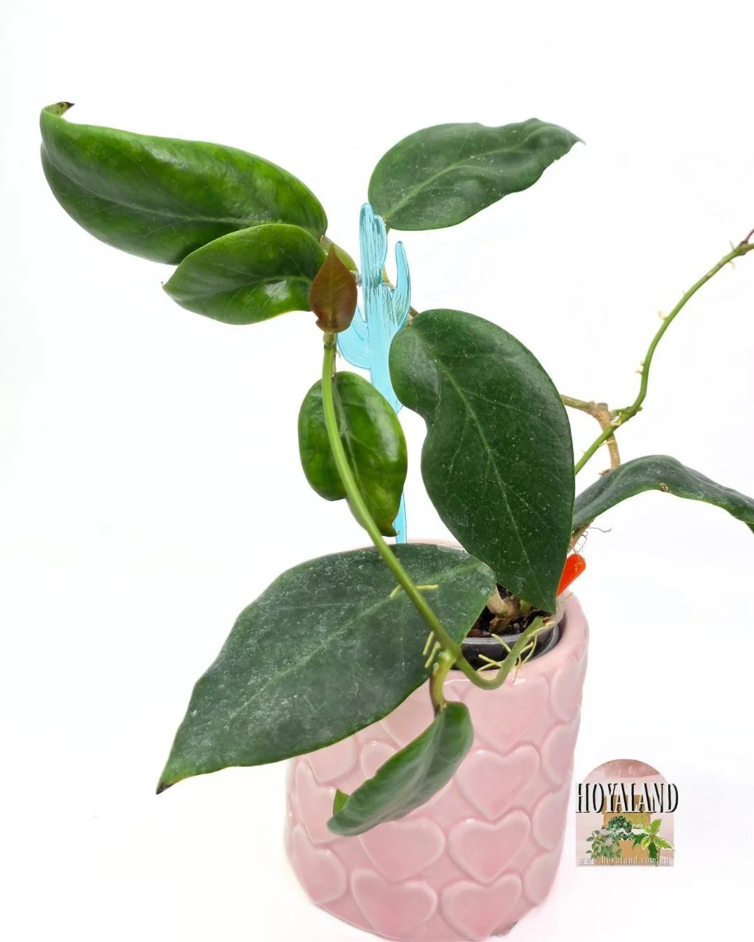 🌞 Hoya Indaysarae rare | Hoyaland 🎇 LC