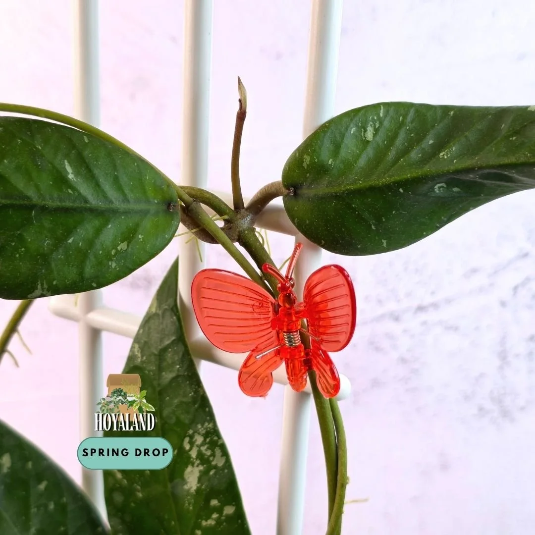 Hoya sp Aceh Rhino 2 (3).jpg