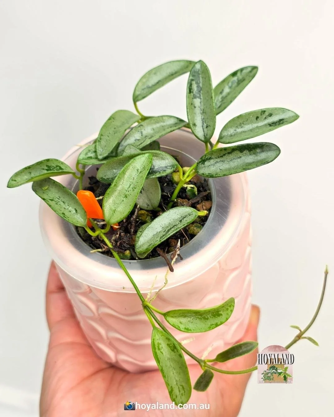 Hoya lima silver (2).jpg