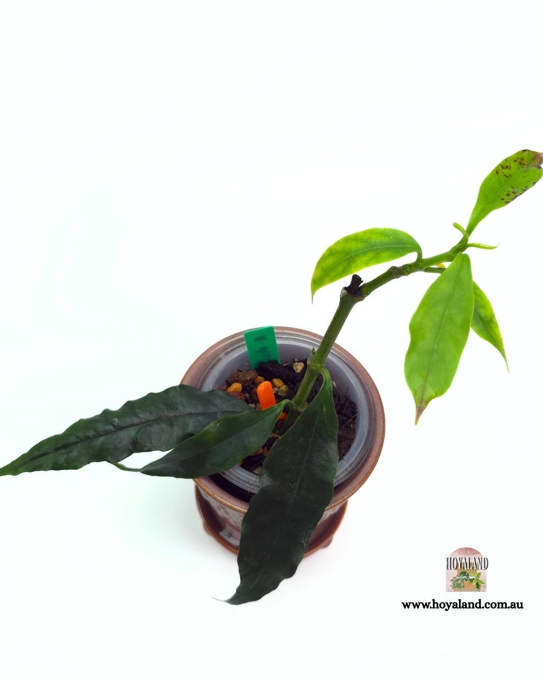 🍂 Rare Hoya decipulae | Cage-Shaped Flowers | Extra Growth Points