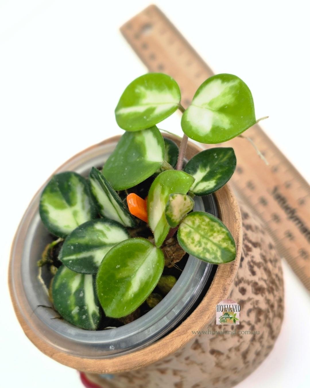 Hoya mathilde variegata.jpg