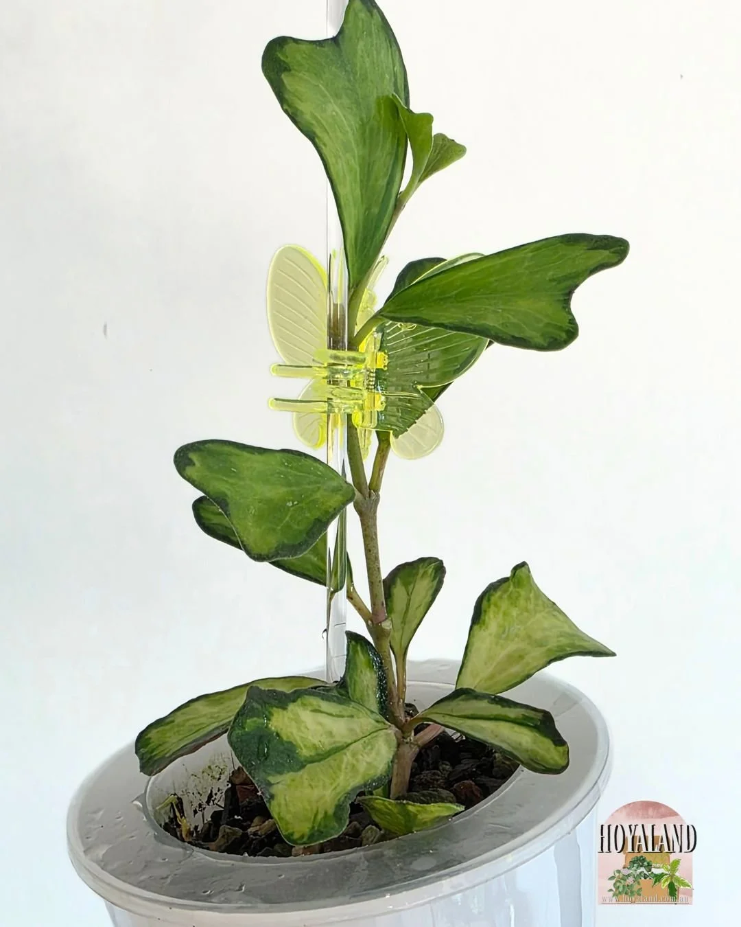 🌞 Hoya manipurensis Variegata | Mature Leaves 🎇