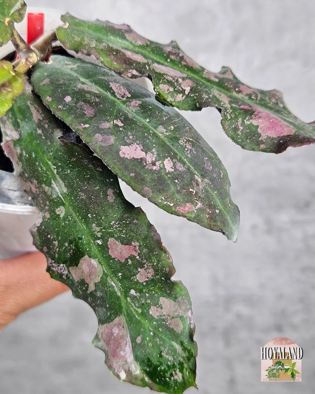 Hoya undulata (6).jpg