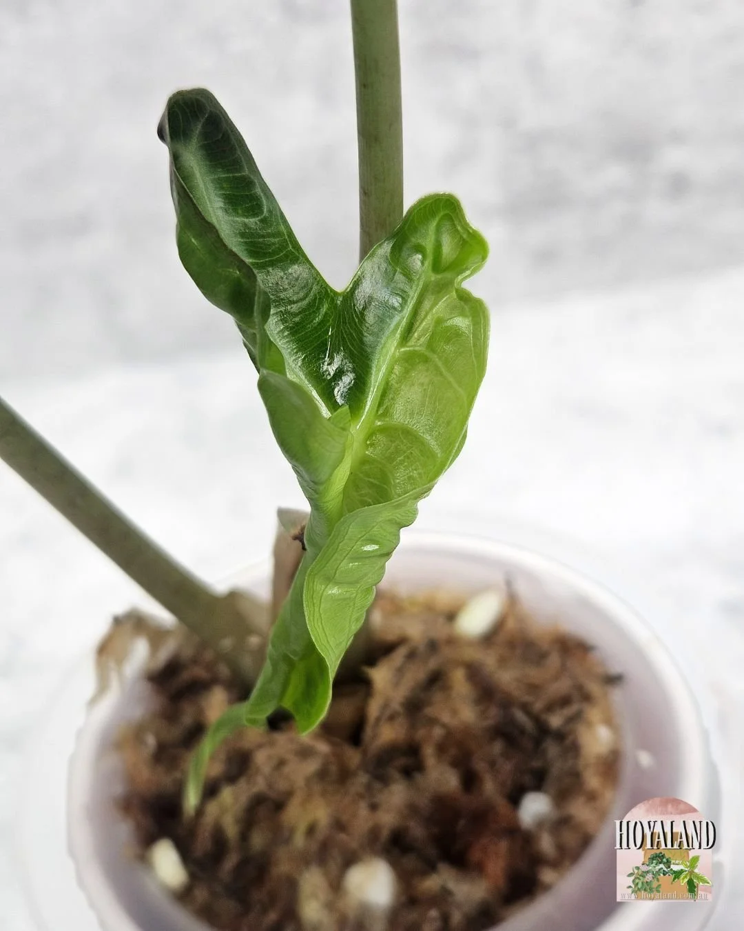 ALOCASIA VENOM (6).jpg