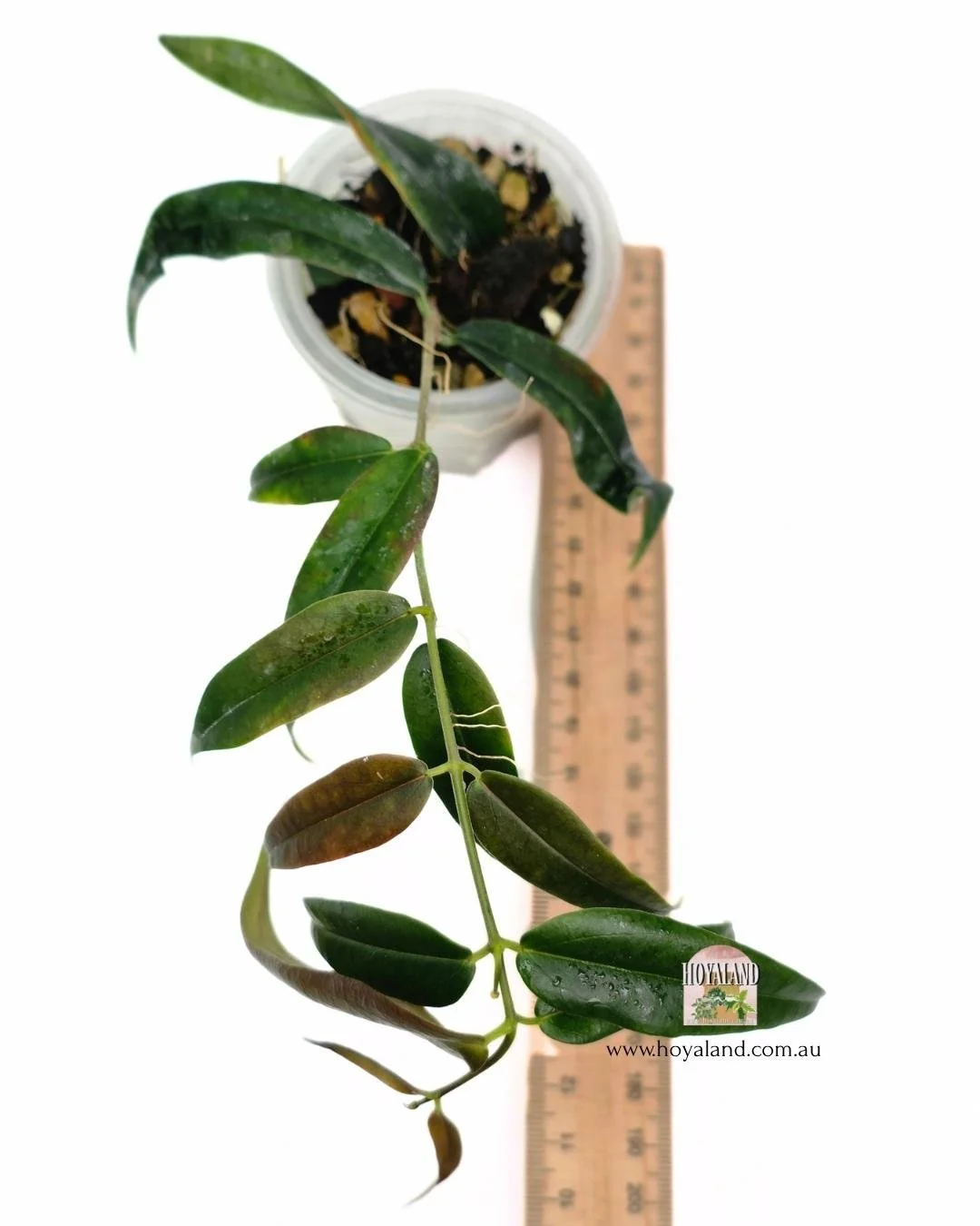 Hoya paradisea.jpg