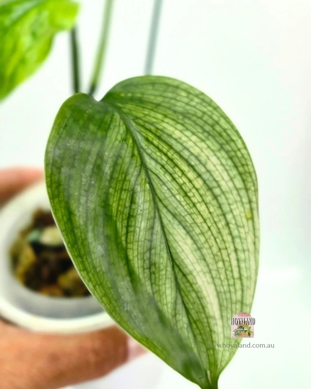 Scindapsus white monster 2 (2).jpg