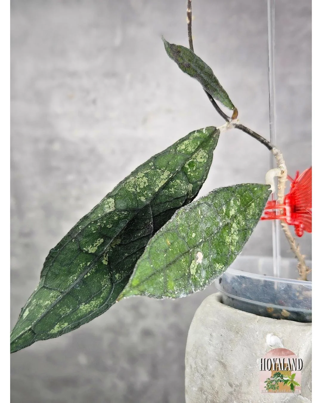 Hoya clemensiorum dark  (2).jpg