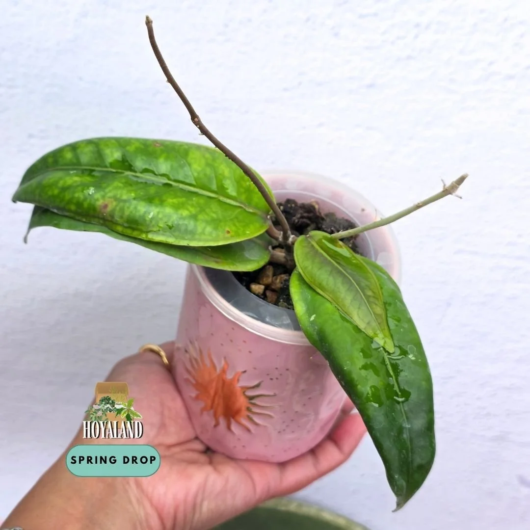Hoya Gomas.jpg