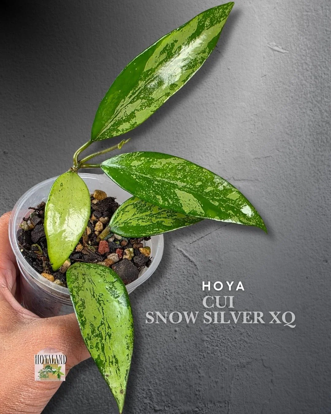 Hoya cui snow silver.jpg