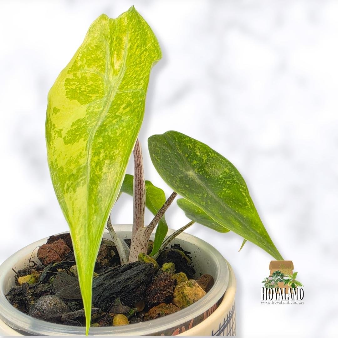 Alocasia lemon mint aka forest (3).jpg