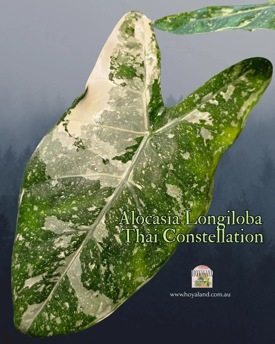 🍂  Alocasia Longiloba Thai Constellation