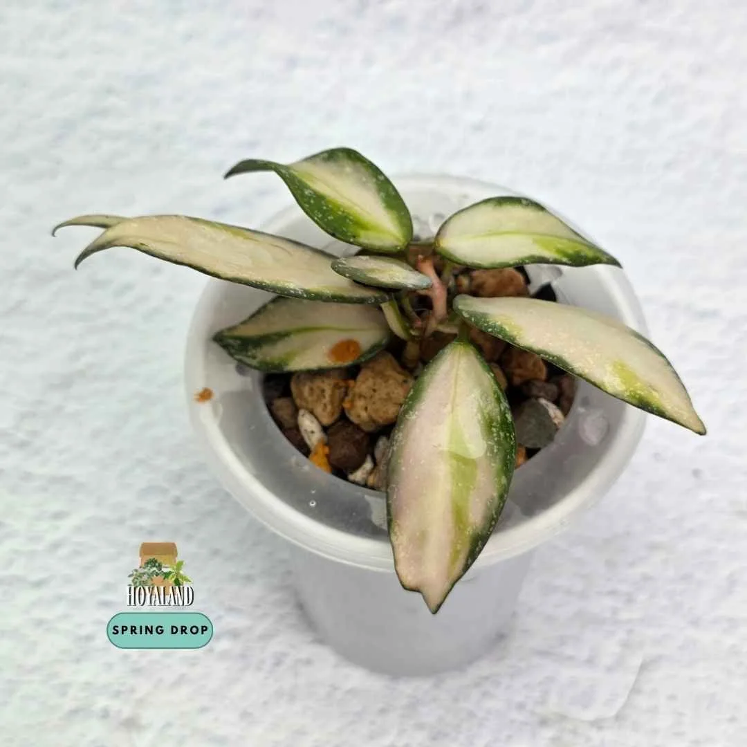 Hoya nabawanensis variegata (5).jpg