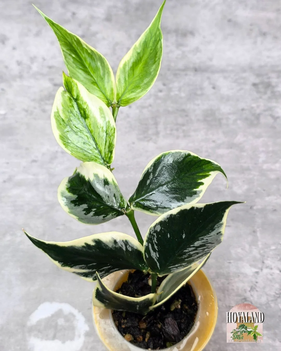 Hoya polyneura diem fairy (6).jpg