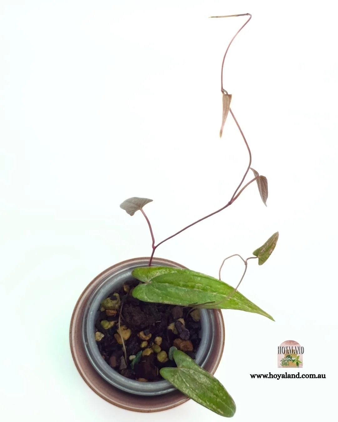 Dioscorea pixel (3).jpg