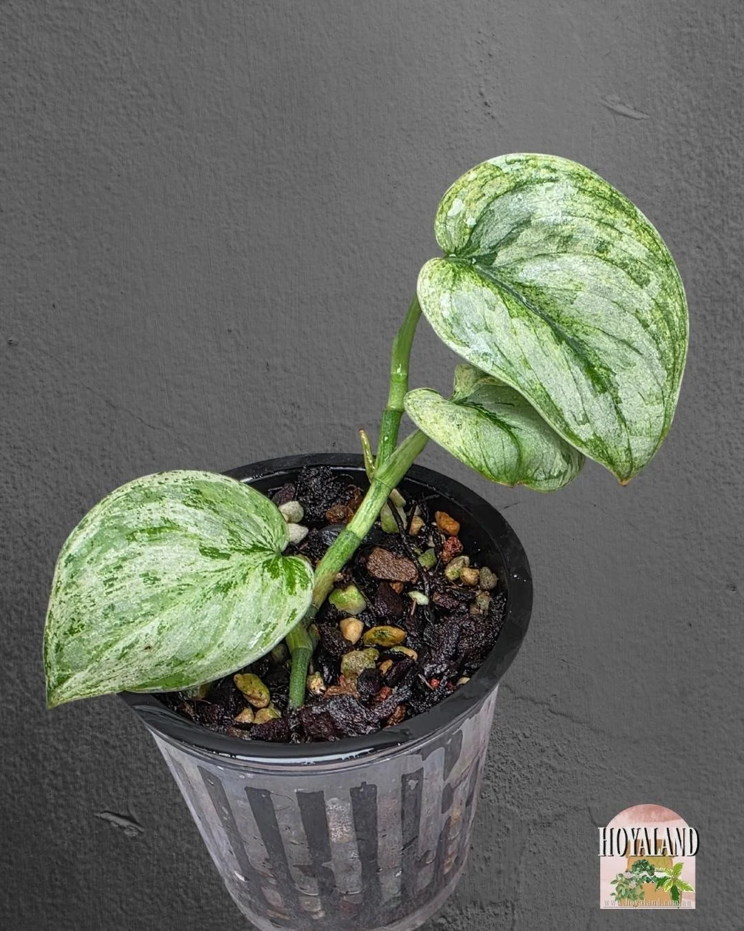 Scindapsus Tembaga (5).jpg