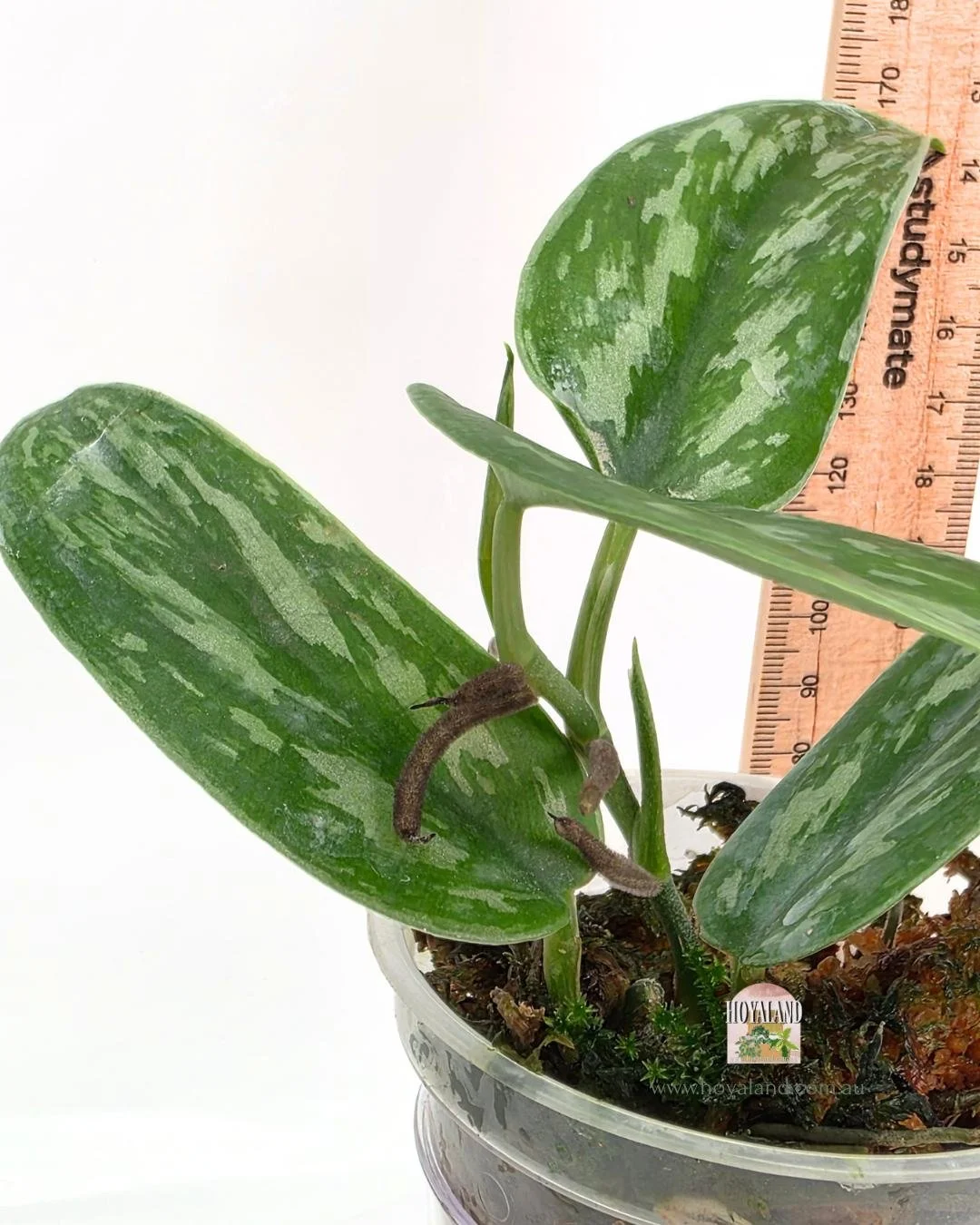 Scindapsus green army narrow (3).jpg