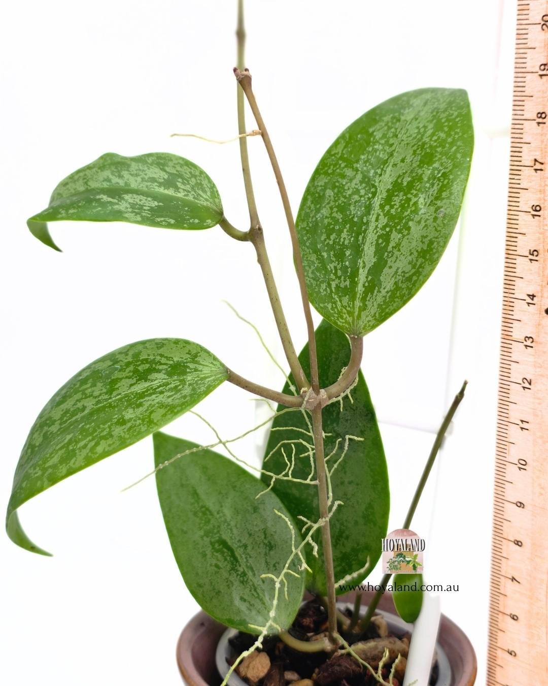Hoya Aurora (3).jpg