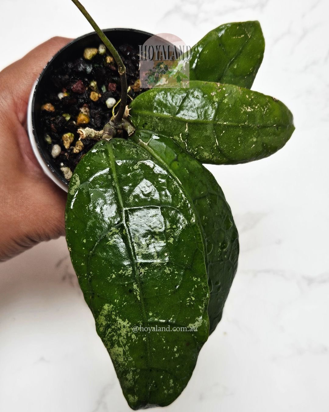 Hoya lata iskandar clone a.jpg