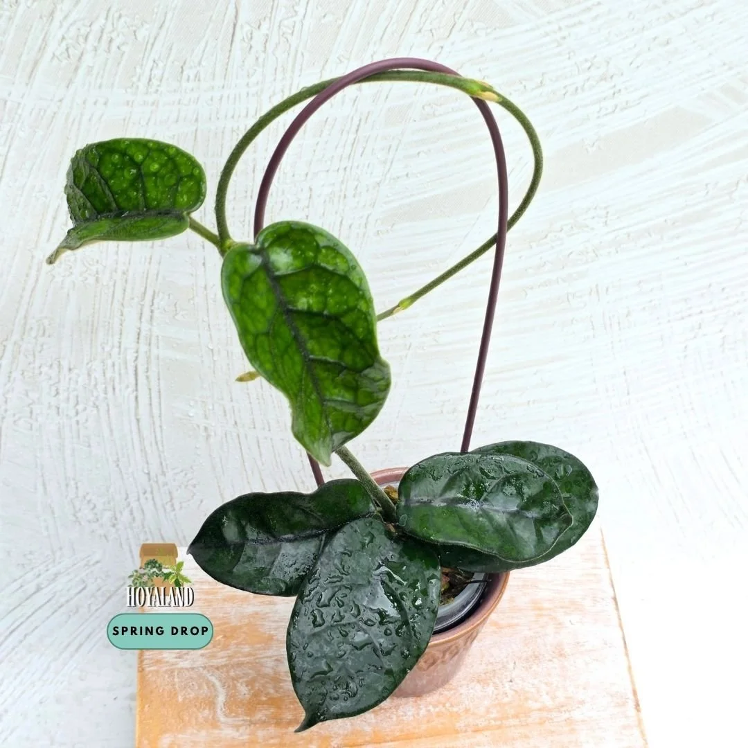 Hoya caobang (3).jpg