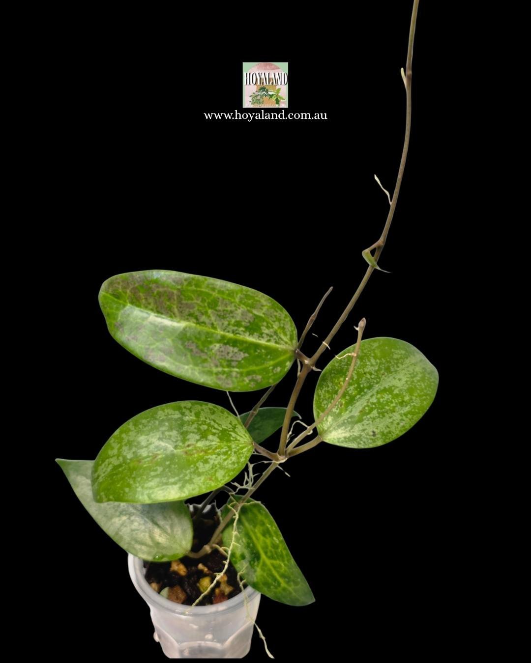Hoya aurora (4).jpg