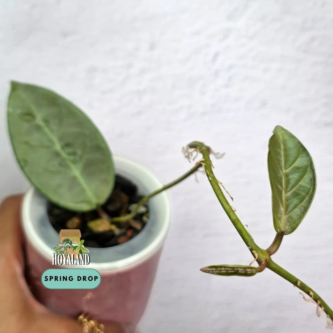 Established tip cutting of Hoya sp Lai Chau Silver showing dense metallic silver overlay, carved geometric veins, and purple-pink sunstressing