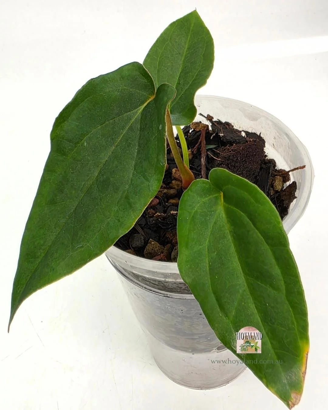 🍂 Anthurium Midnight Velvet