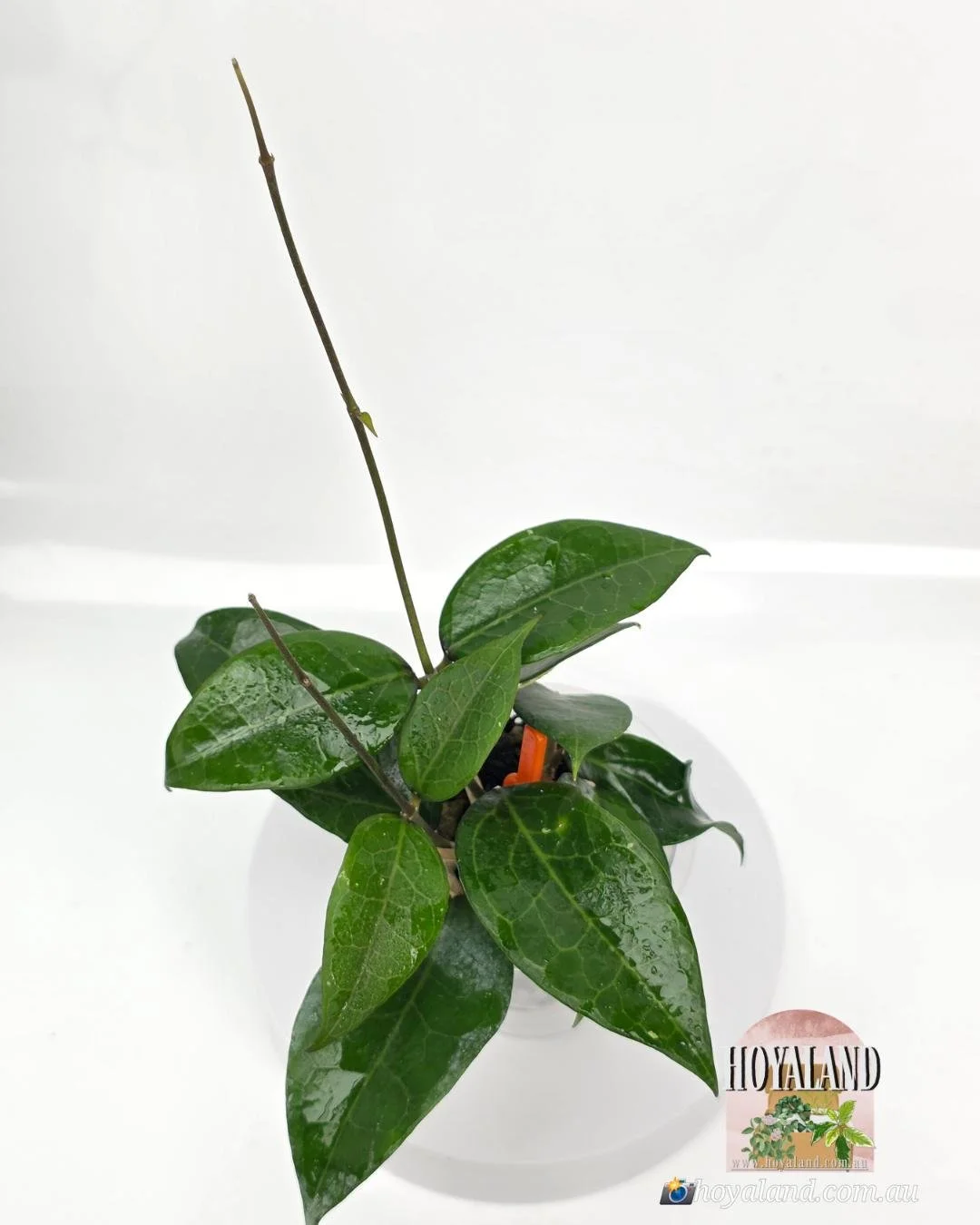 Hoya Sumbawa (3).jpg