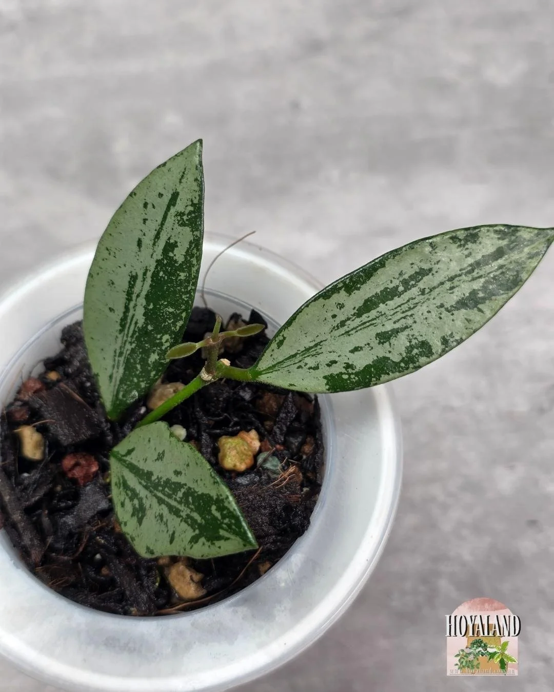 Hoya Rosita Silver (3).jpg