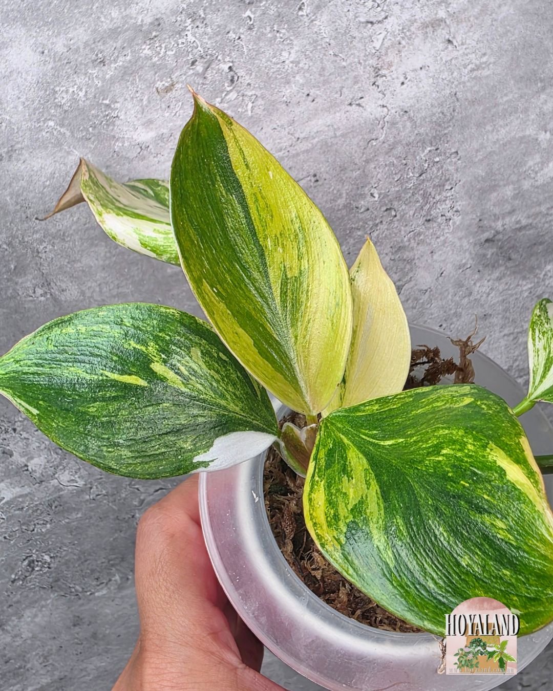Philodendron White Knight Tricolour (8).jpg