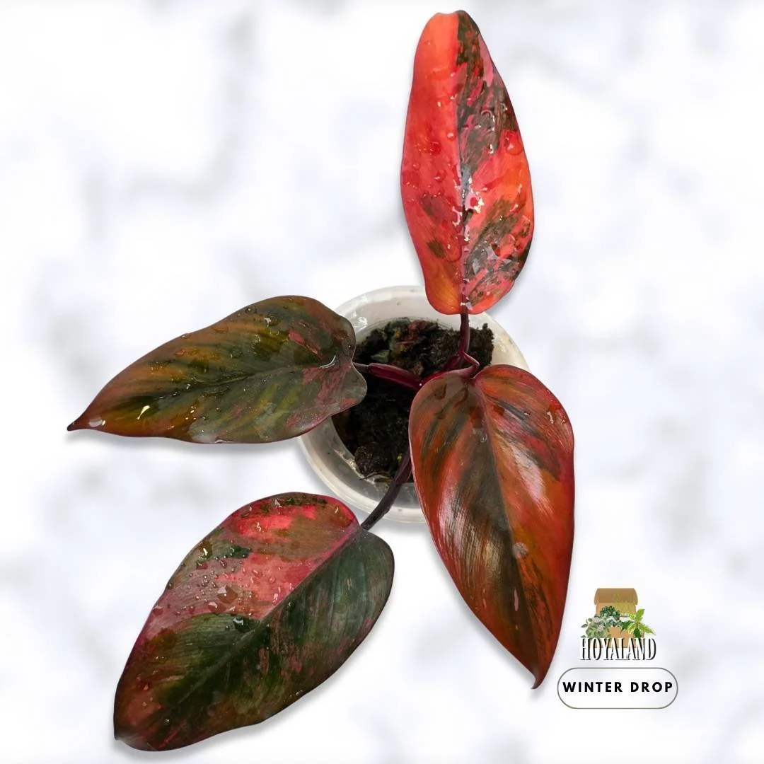 Philodendron 'Fire Princess' (High-Variegation Established Specimen) - Tip