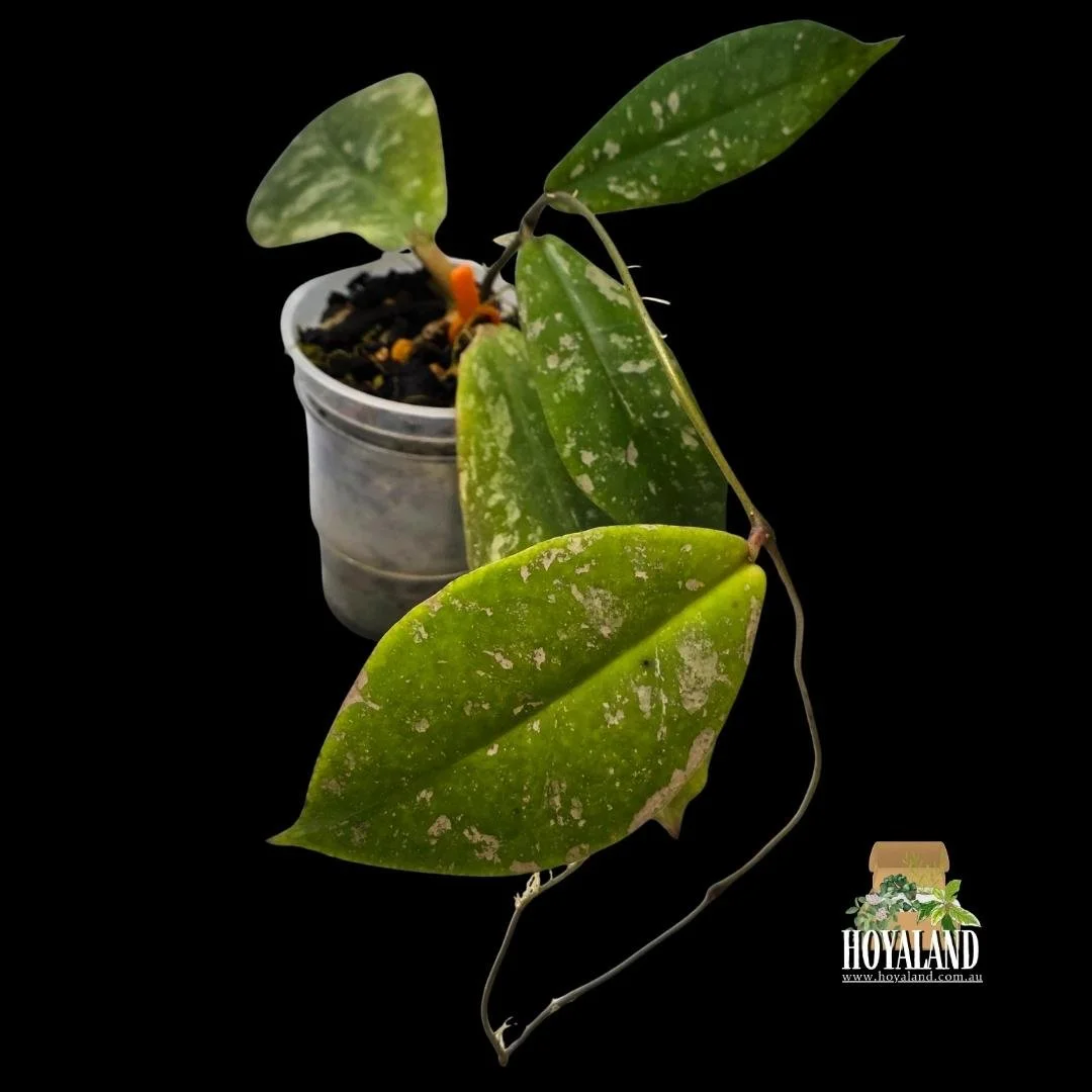 Hoya mitrata splash (1).jpg