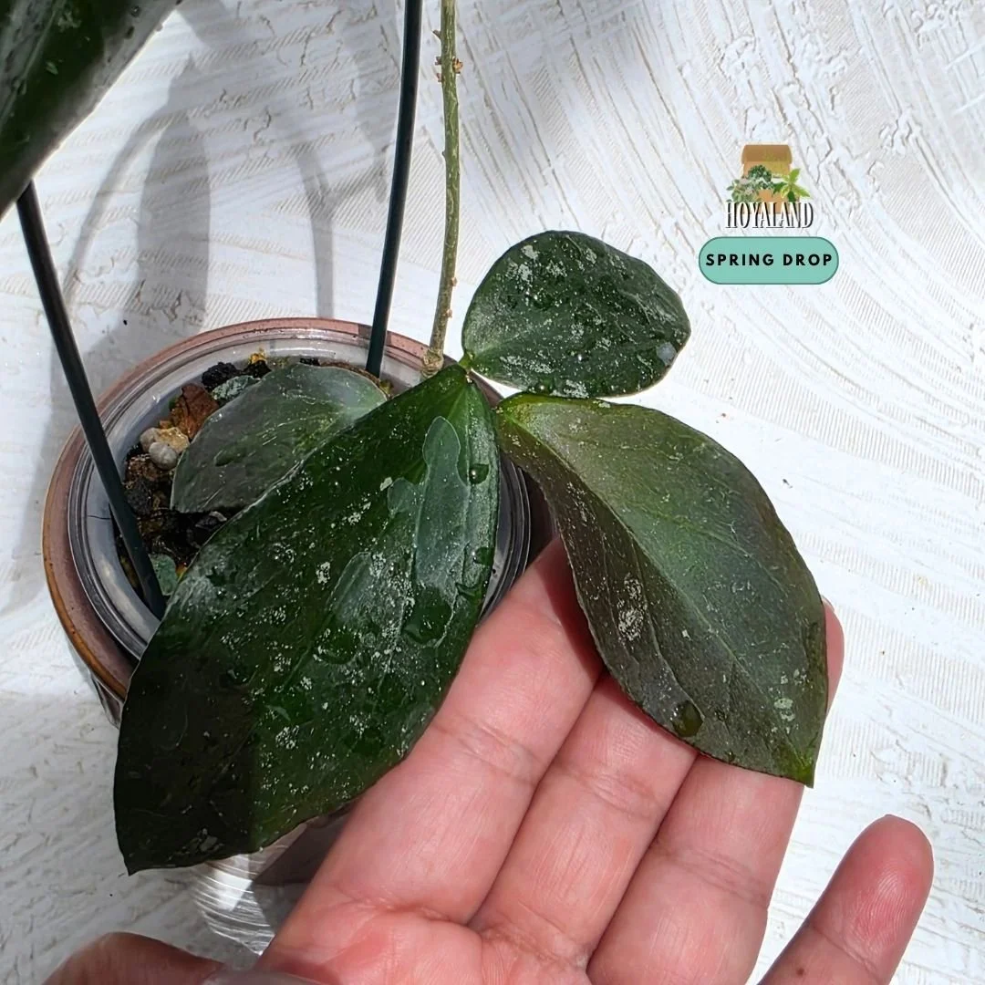 Hoya caudata x erythrina (2).jpg