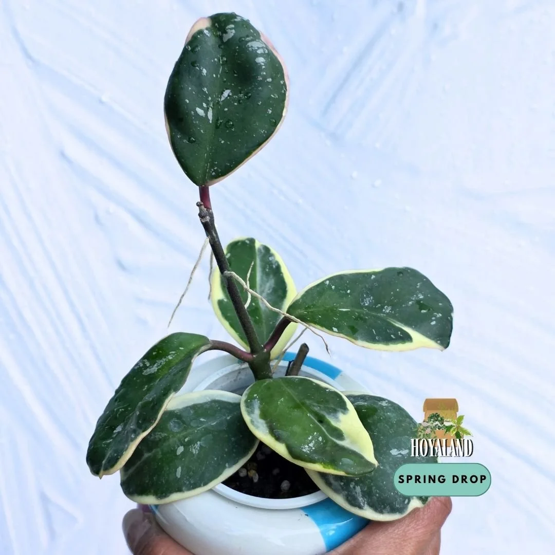 Established Hoya obovata Amelia showing thick leathery dark green rounded leaves framed by creamy yellow-green outer margins