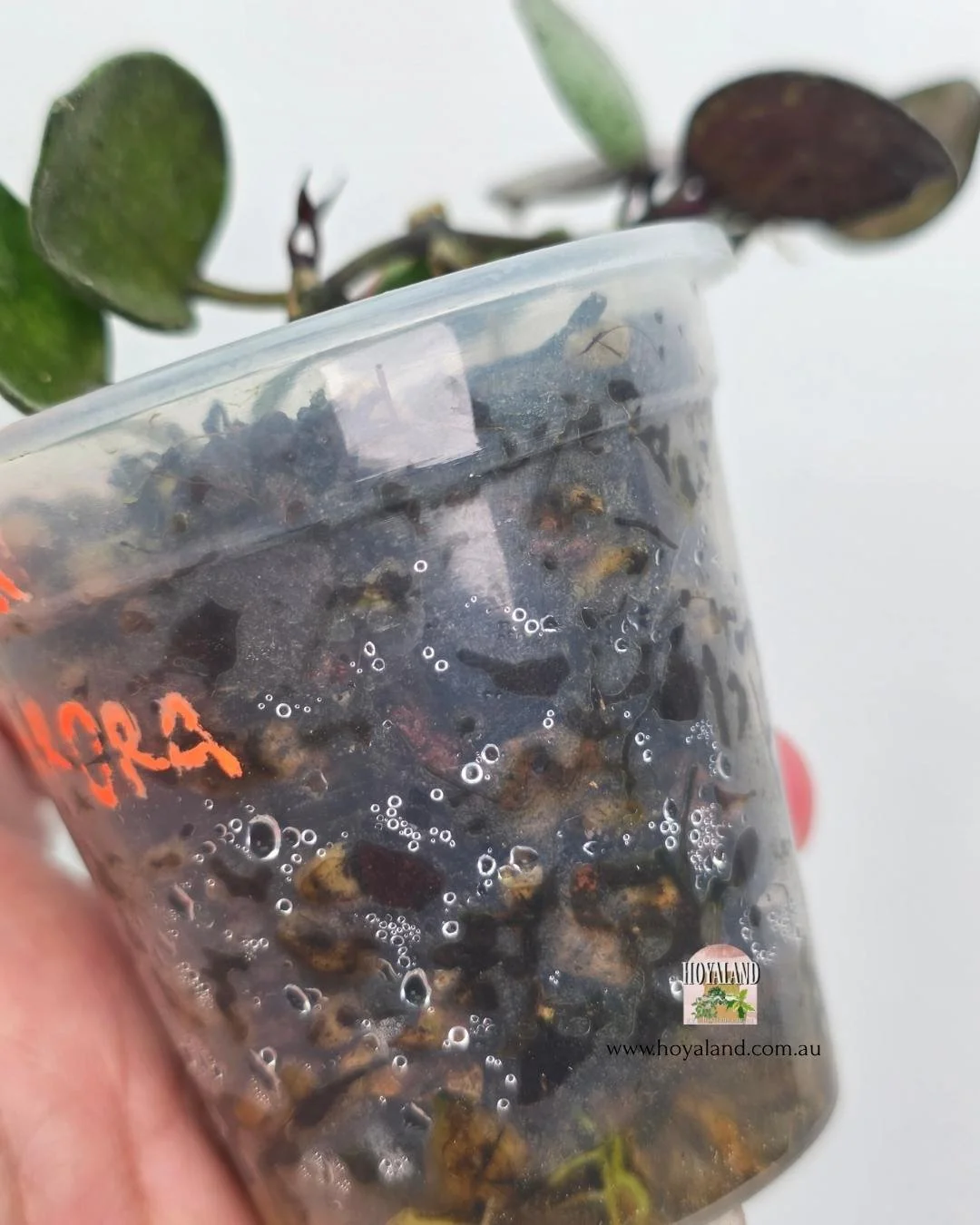 Hoya black aurora 2jpg (1).jpg