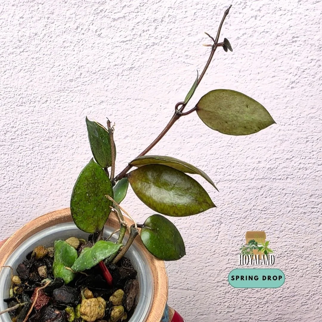 Hoya lacunosa black coin small  (4).jpg