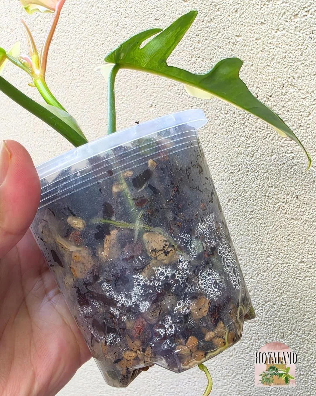 Philodendron FB x Tortum (7).jpg