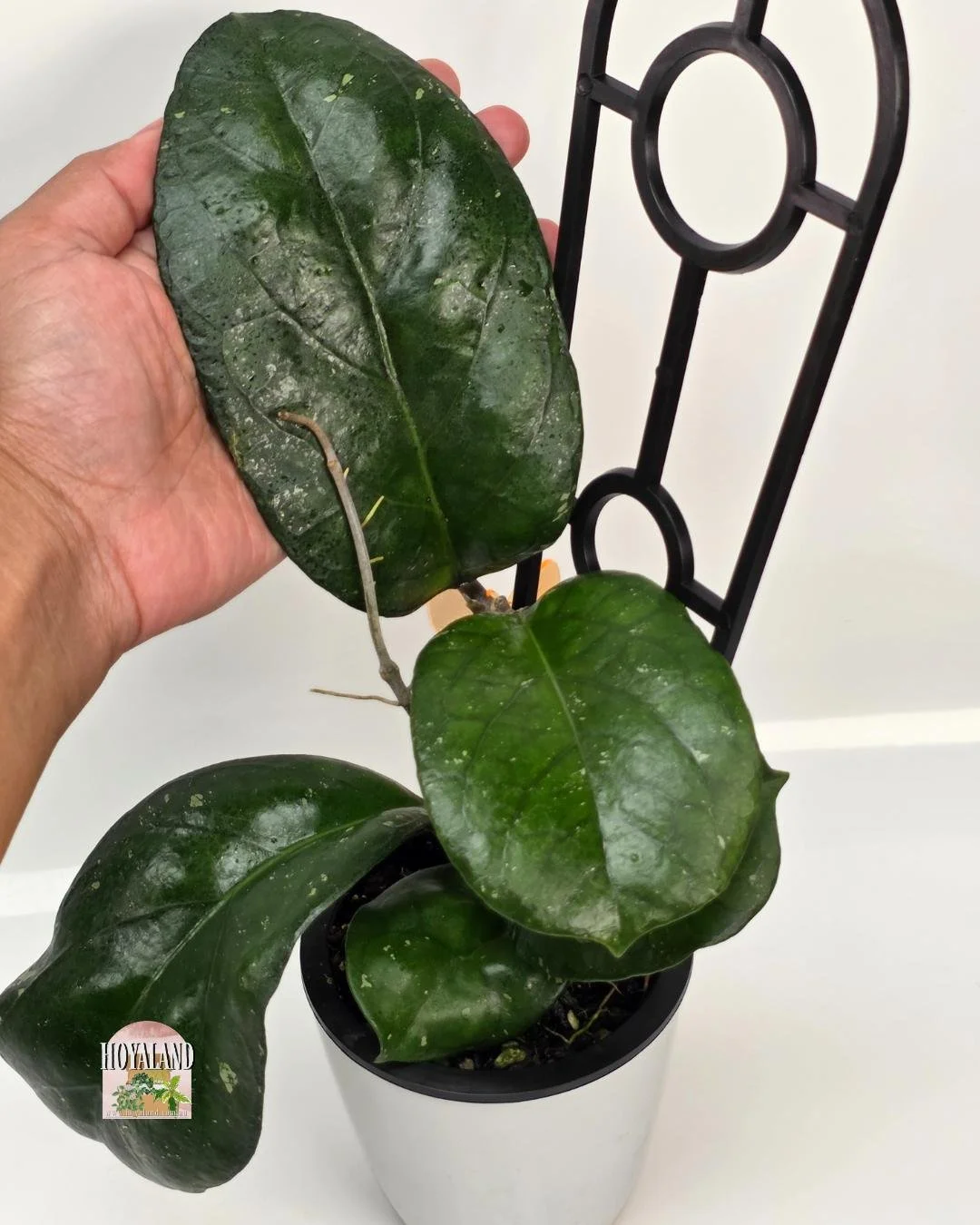 🌞 Hoya AH 1025 | Giant Leaves Related to cv Elephant 🩷