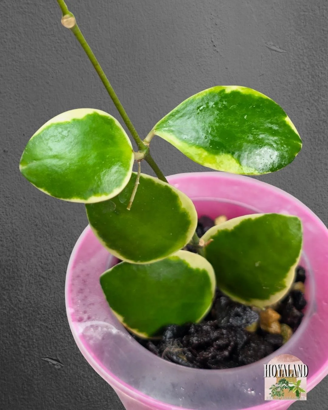 Hoya incurvula palta albo (2).jpg