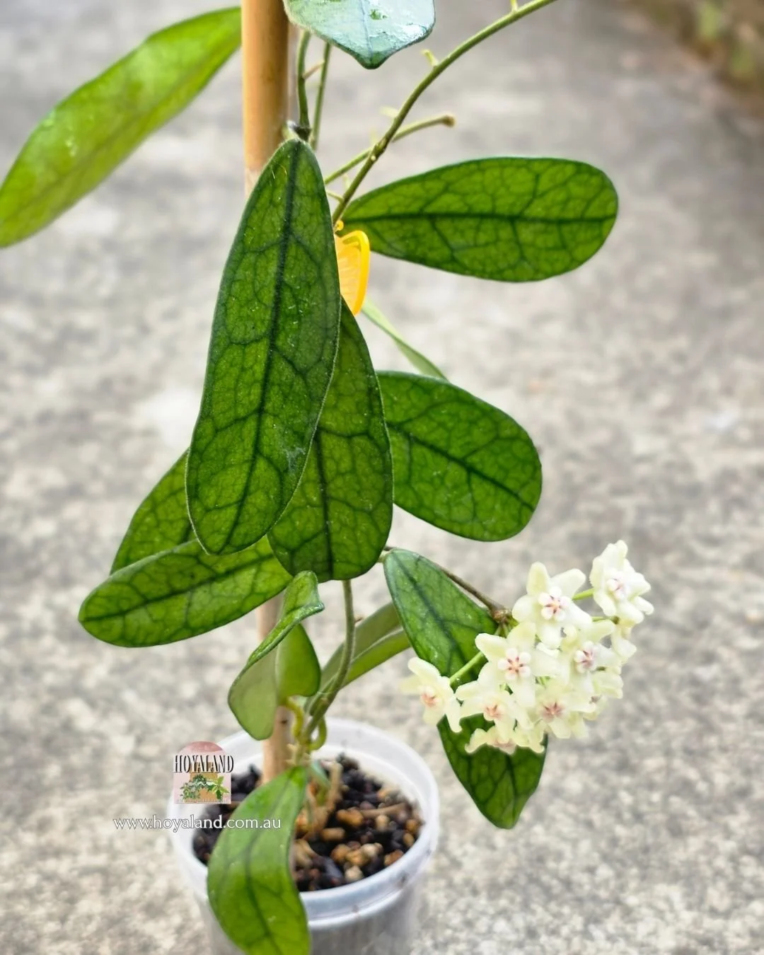 Hoya sichuanensis (3).jpg