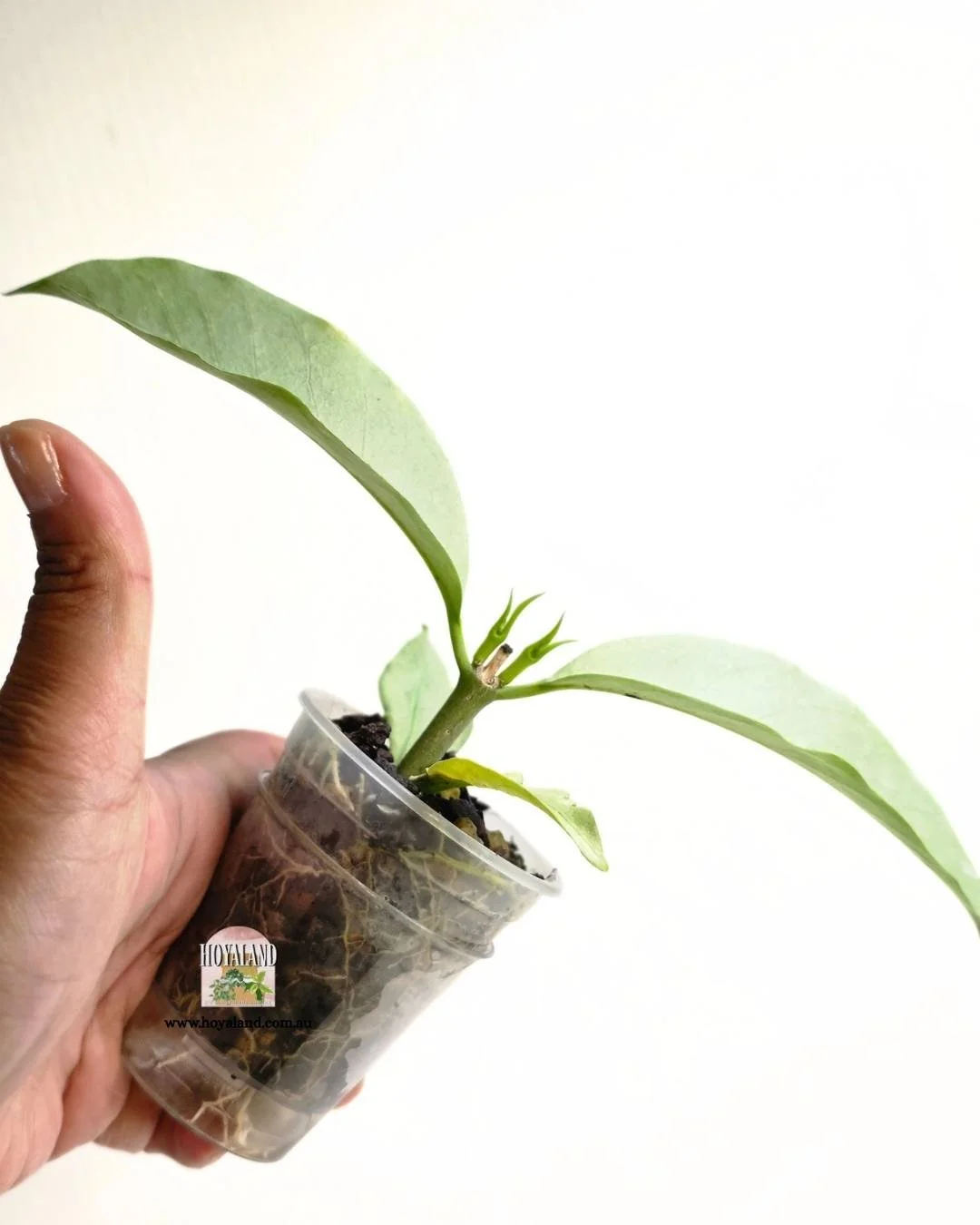 ❄️ Hoya multiflora silver Wonderphil | 2 Header