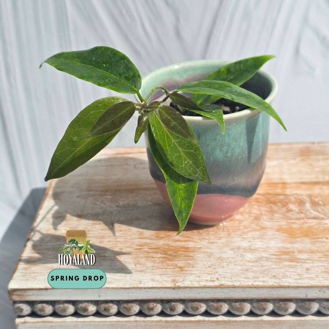 Established Hoya dennissii green leaf climbing vine displaying smooth lanceolate foliage and slender twining stems