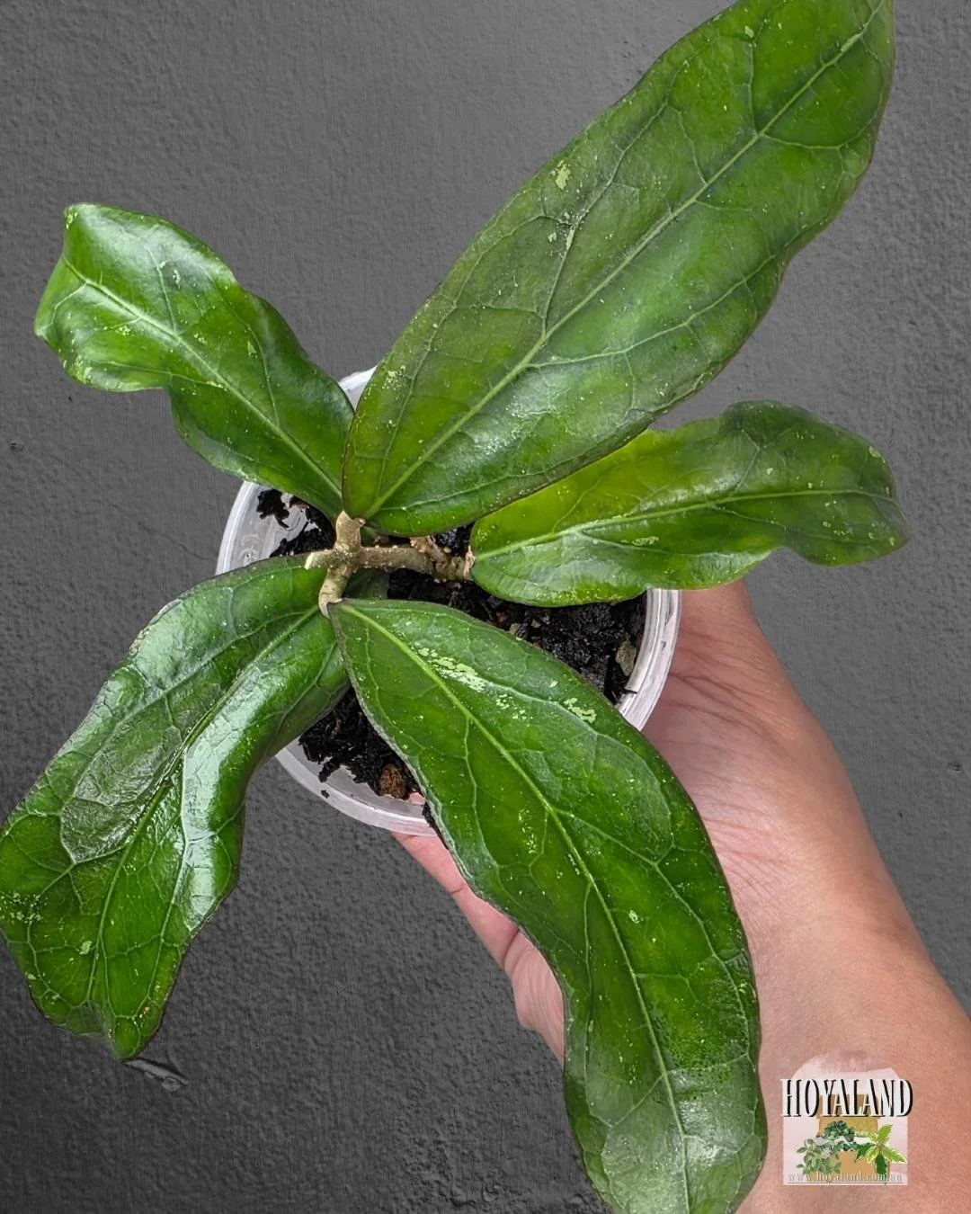 Hoya Swiffer's Treat (3).jpg