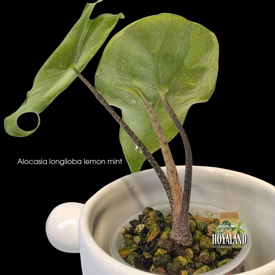 Alocasia longiloba lemon mint (4).jpg
